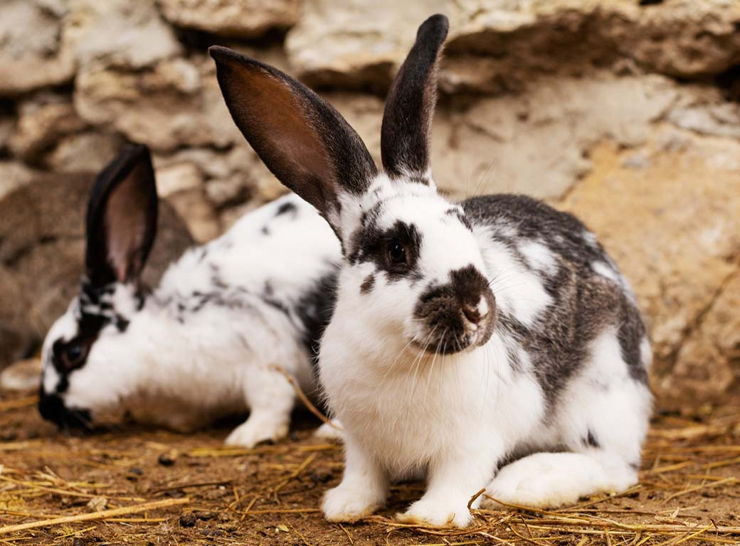 Le lapin comme animal de compagnie - QUATRE PATTES en France